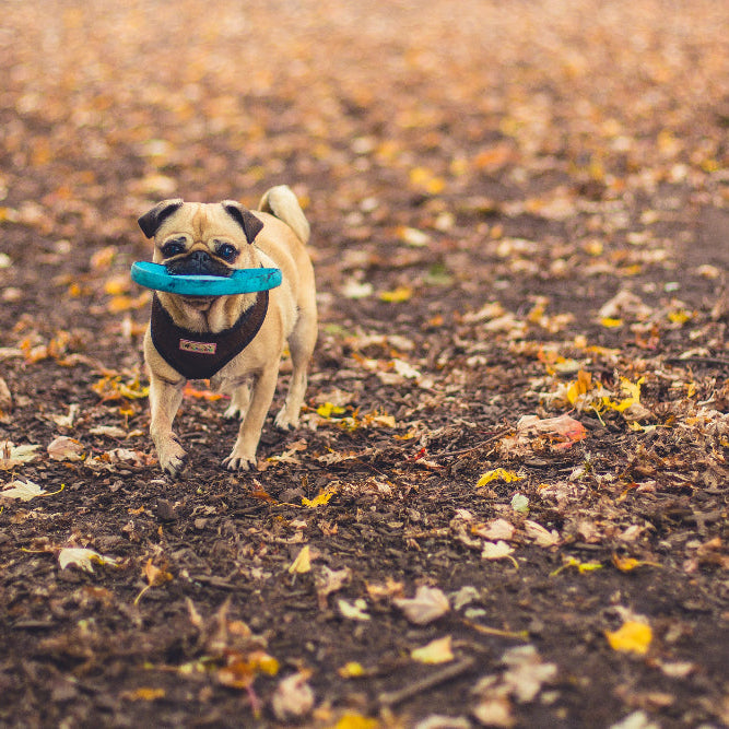 Dog running with a blue frisbee in an outdoor setting